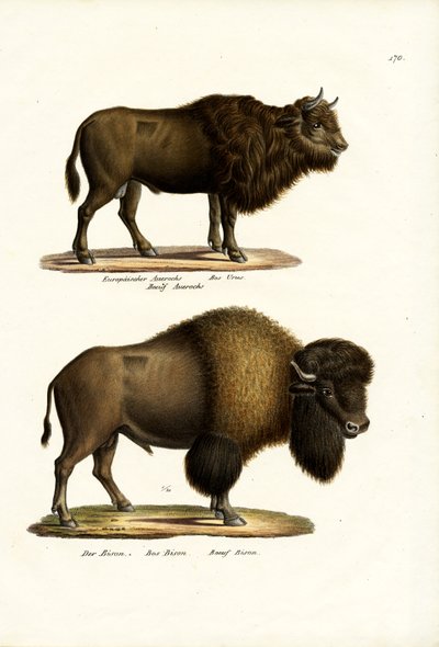 Aurochs, 1824 - Karl Joseph Brodtmann